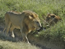 Seronera_and_Lobo2003-019